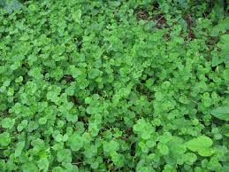 What is the clover? And How to Get Rid Of Clover in Lawn: An Extensive Guide